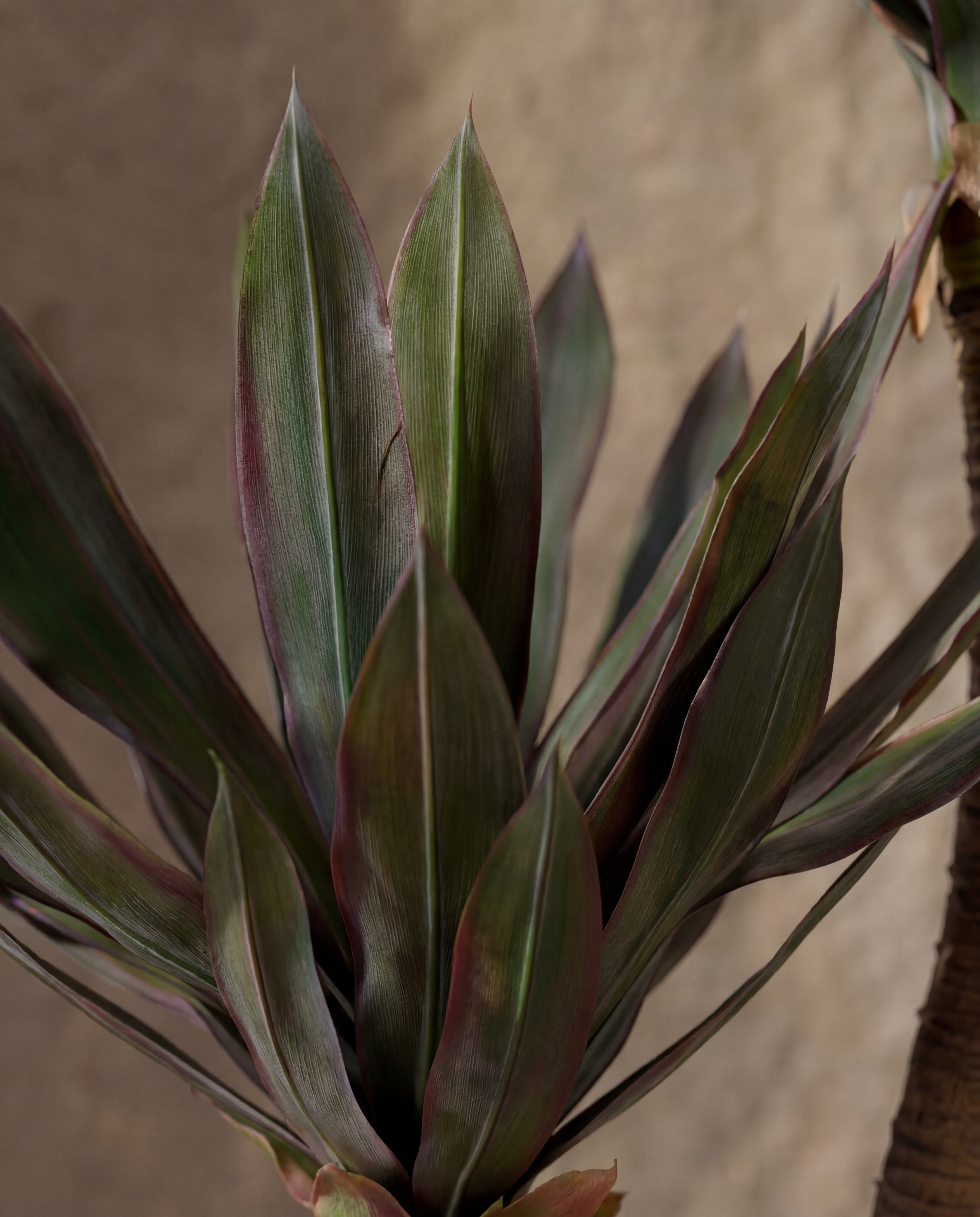 Gros plan sur le feuillage real touch du Agave