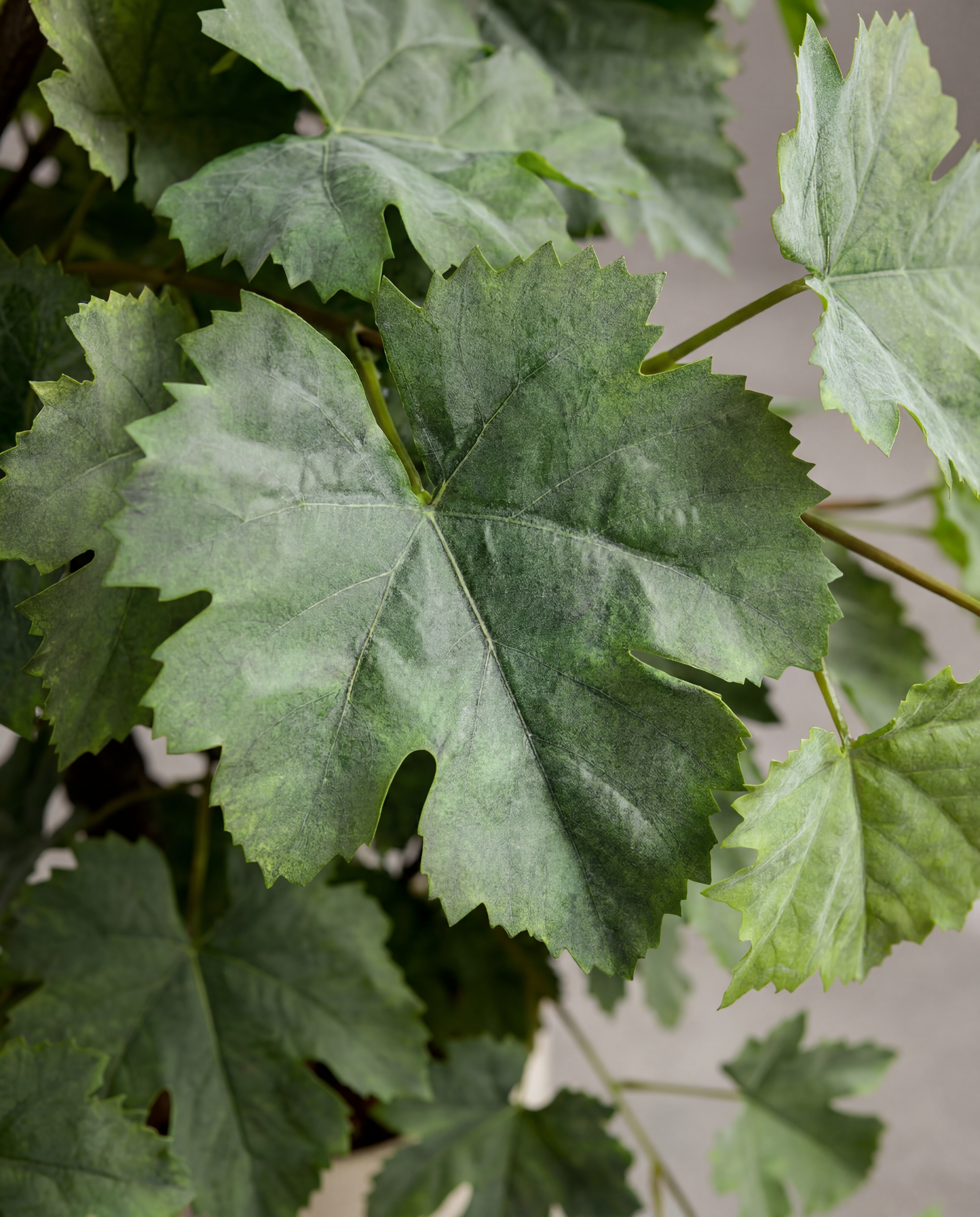 Gros plan sur le feuillage real touch du Vigne