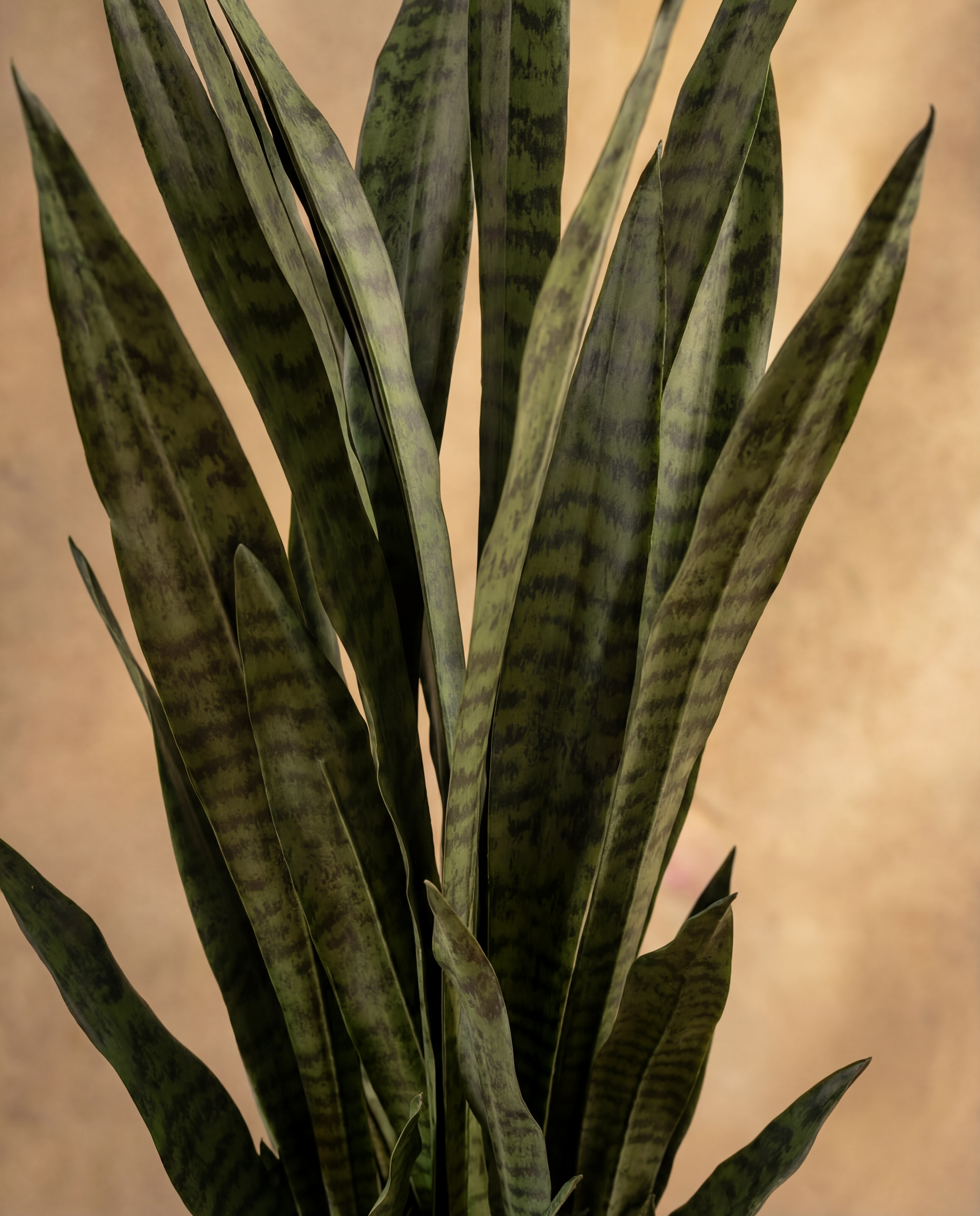 Gros plan sur le feuillage real touch du Sansevieria