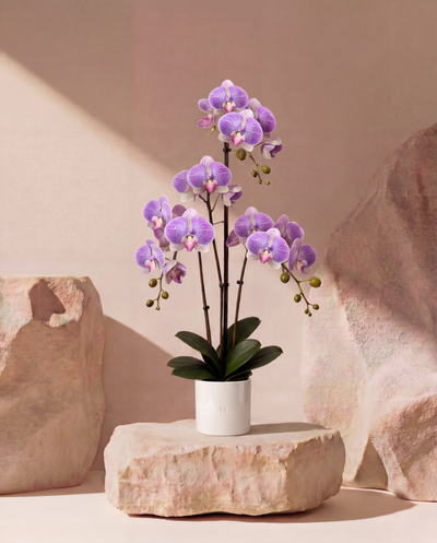 ORCHIDEE F•532P 80 cm