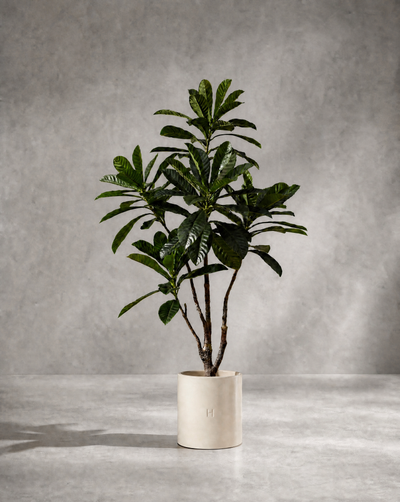 PLUMERIA P•132