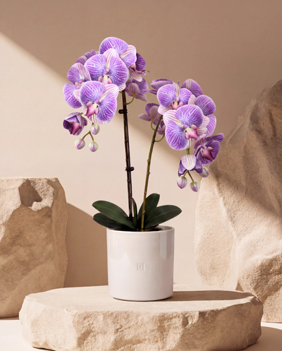 ORCHIDEE F•532P 65 cm