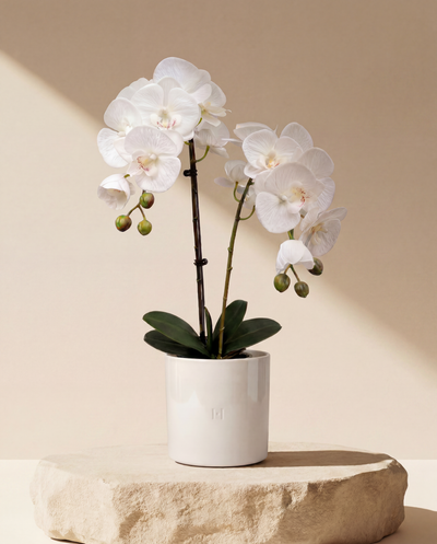 ORCHIDEE F•532W 65cm