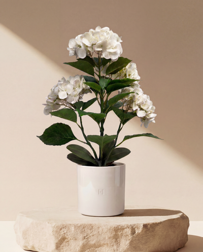 HORTENSIA F•854W 50cm