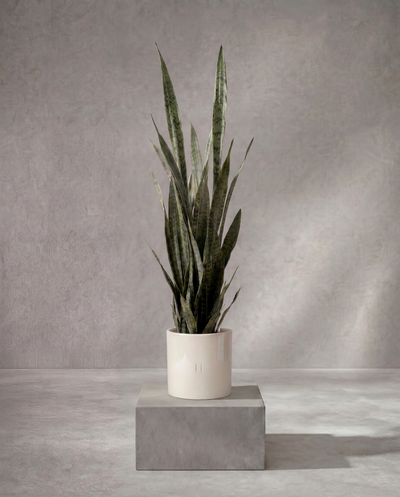 SANSEVIERIA P•204