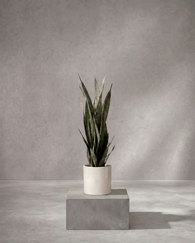SANSEVIERIA P•204 90cm