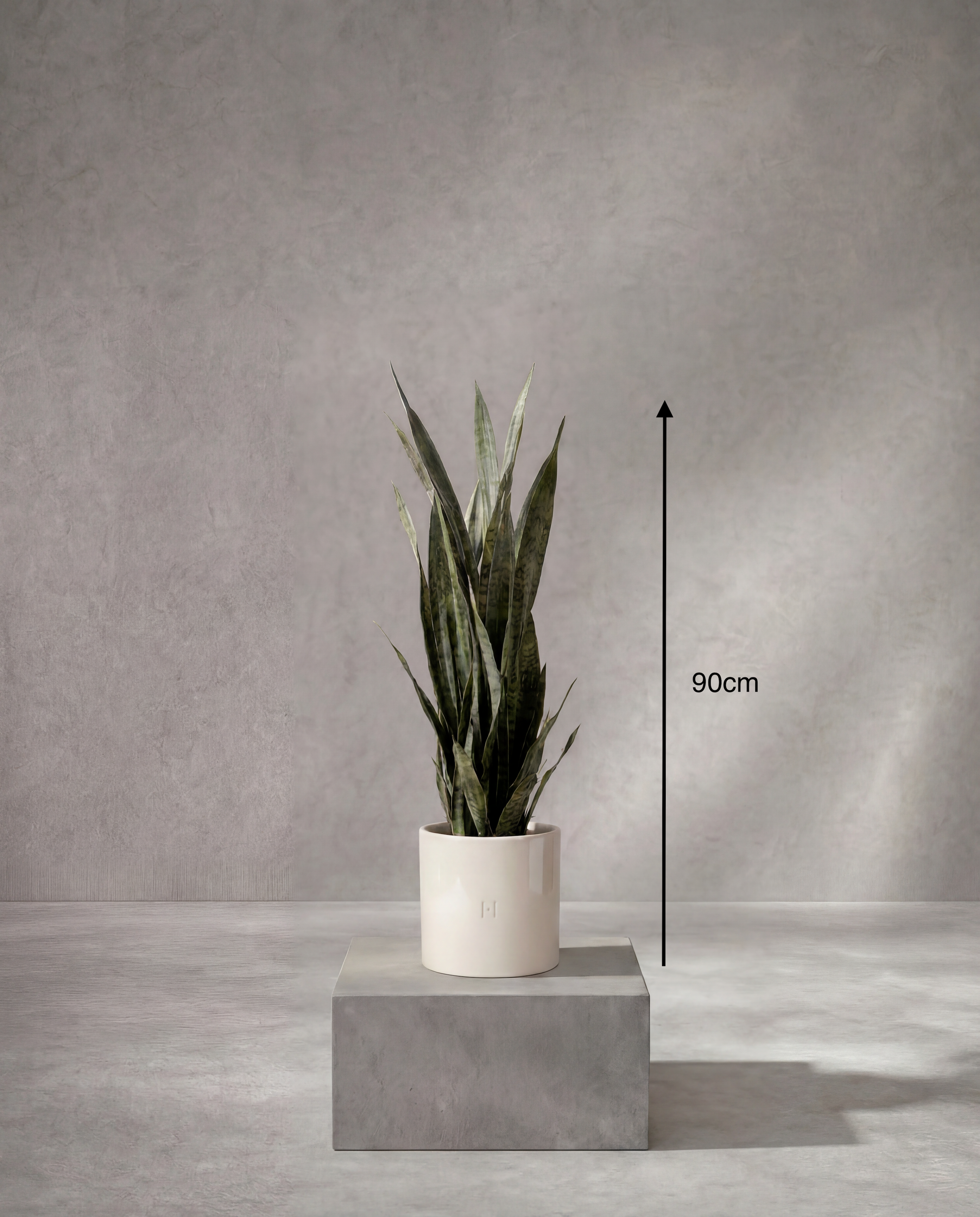 Dimensions et hauteur du Sansevieria artificiel