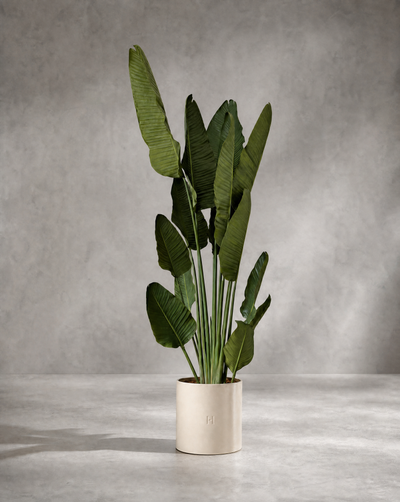 STRELITZIA P•859