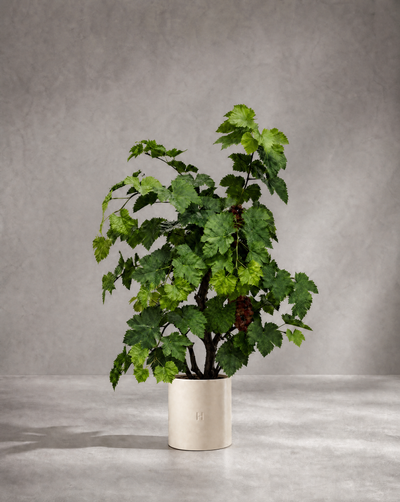VIGNE P•189