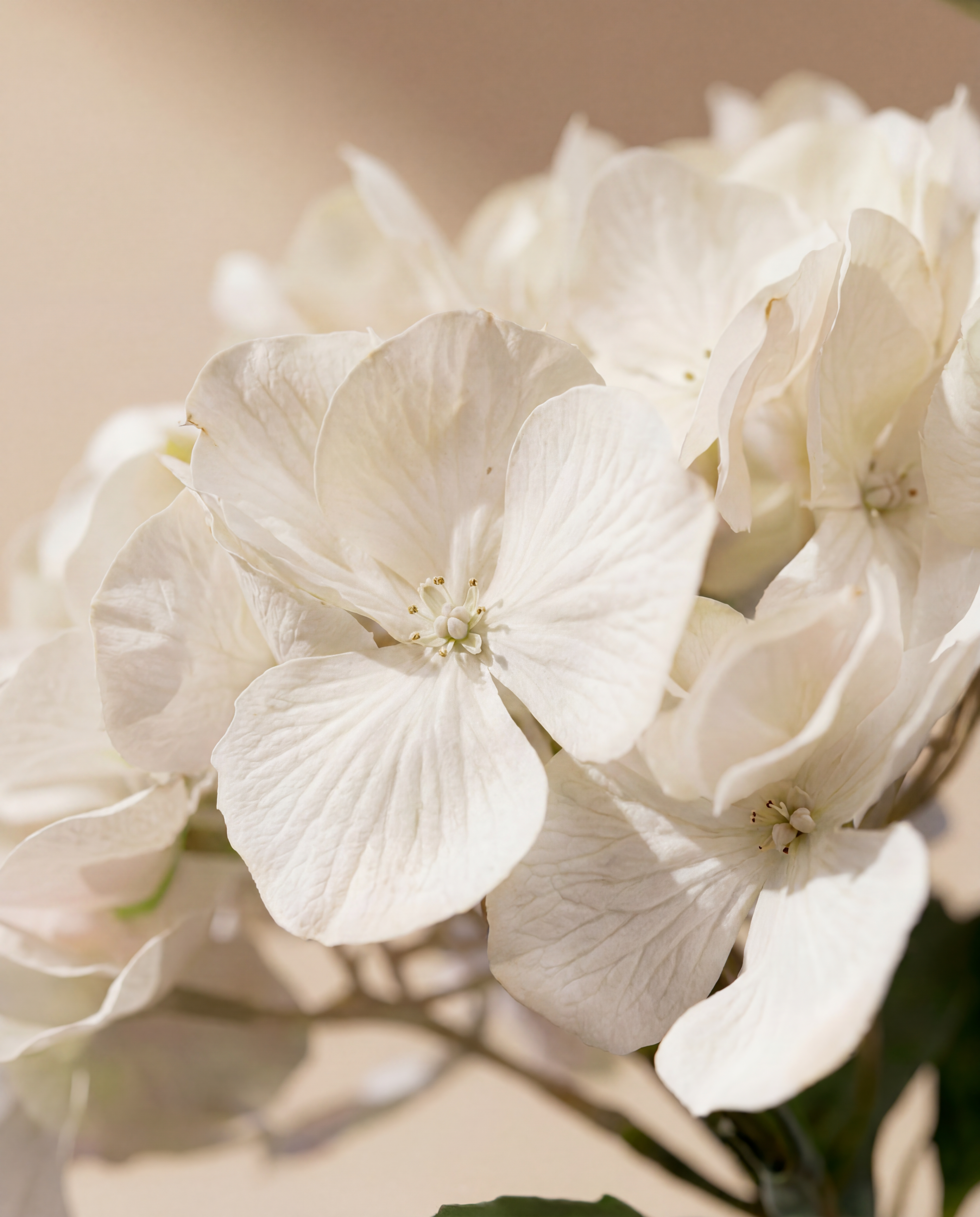 HORTENSIA F•854W