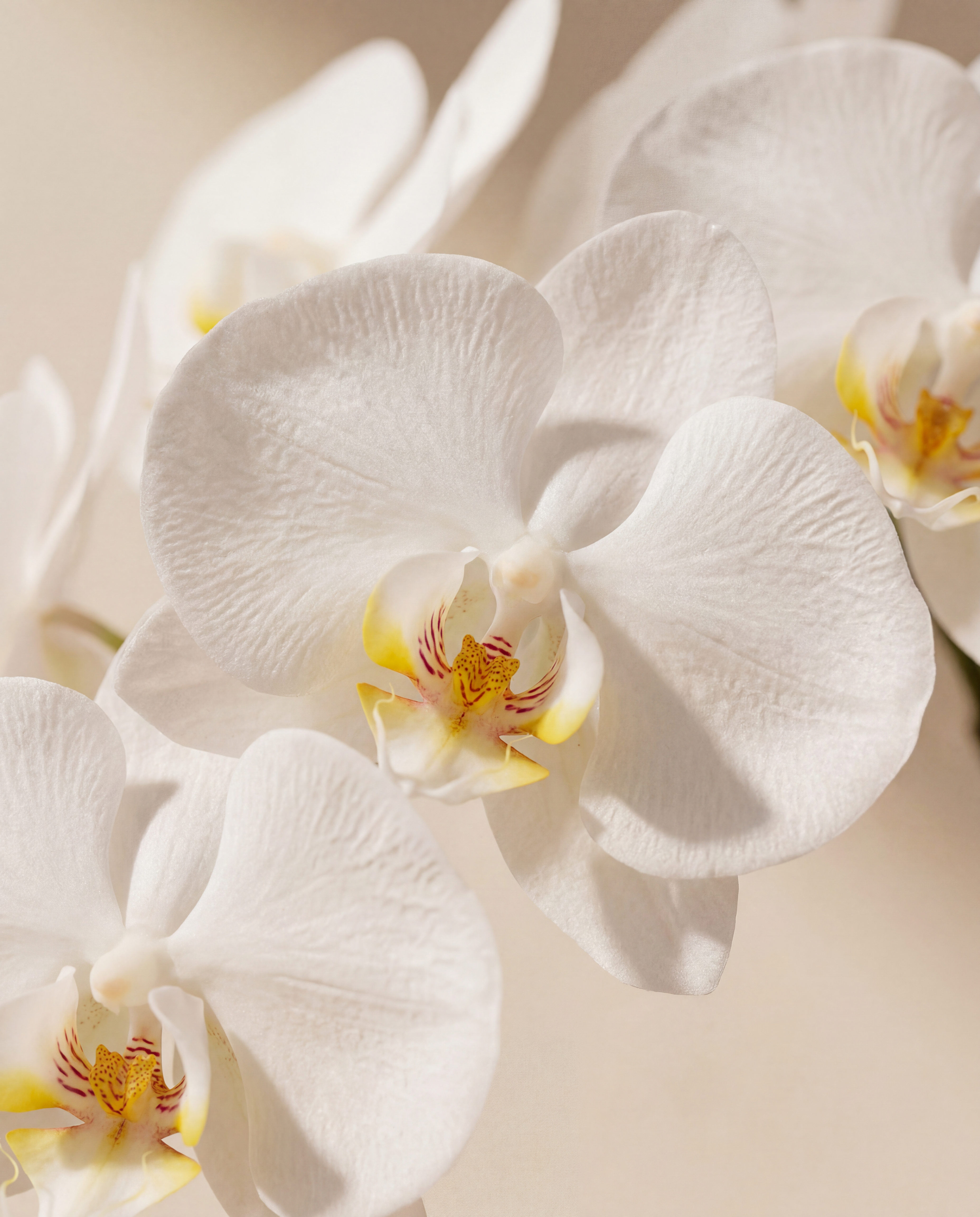Détail réaliste du feuillage du Orchidee