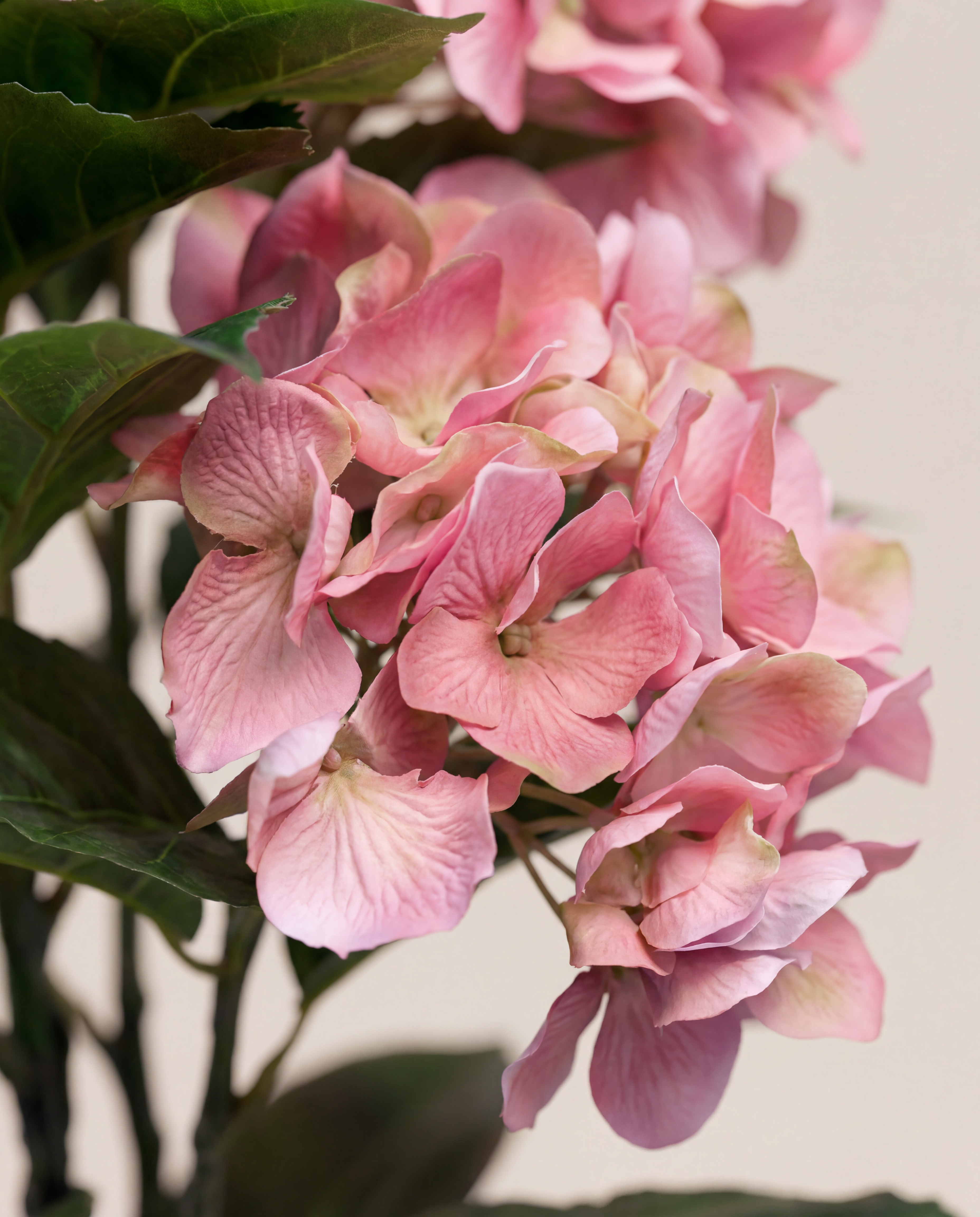 HORTENSIA F•854P
