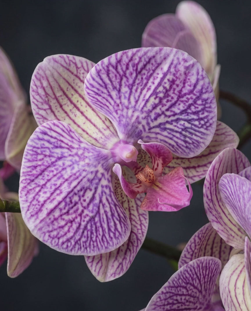 Une main effleure les fleurs veinées de l'orchidée violette artificielle real touch HOPER